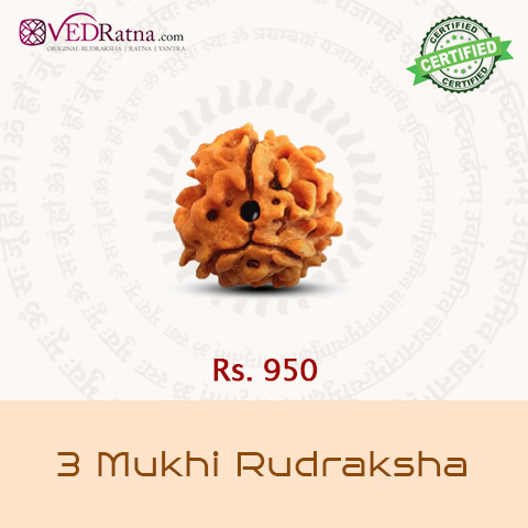 3 mukhi rudraksha